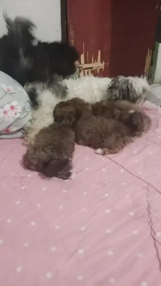 Anakan Shitzhu mix poodle