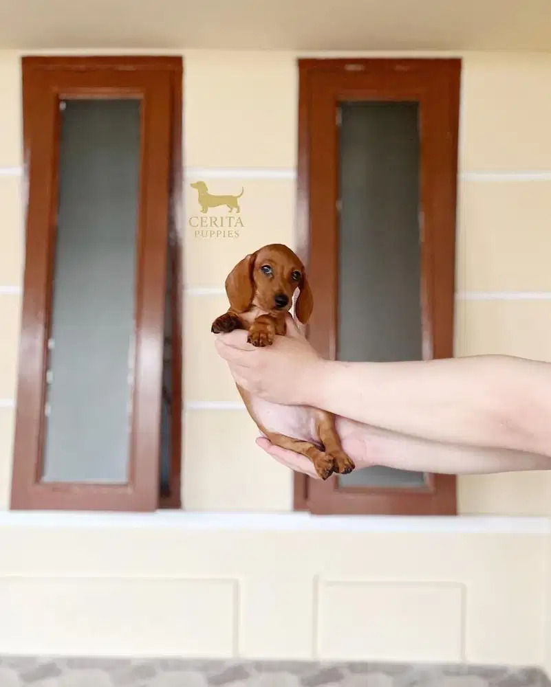 JUAL RED DACHSHUND/TEKEL STAMBUM GOOD QUALITY
