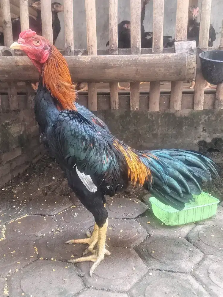 BRAJAMUSTI JUNIOR - AYAM KHOYNGON