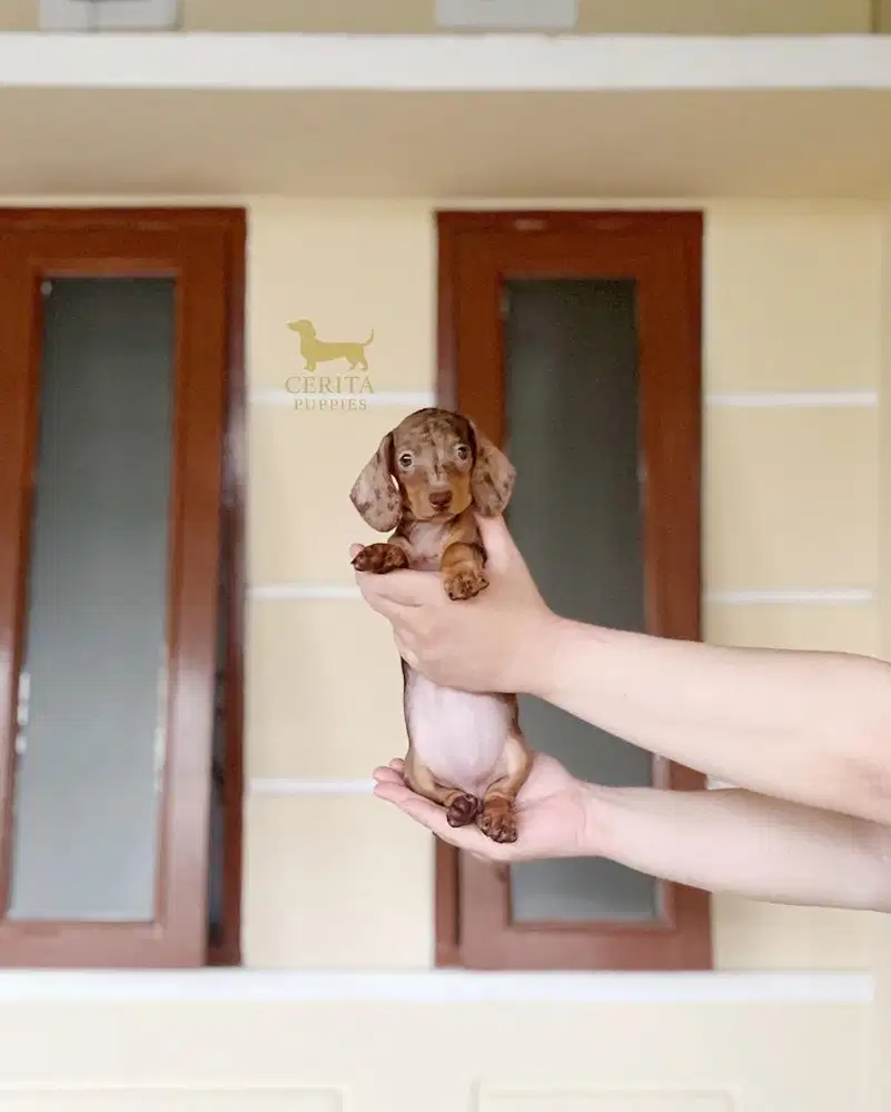 JUAL BROWN TAN DAPPLE DACHSHUND/TEKEL STAMBUM