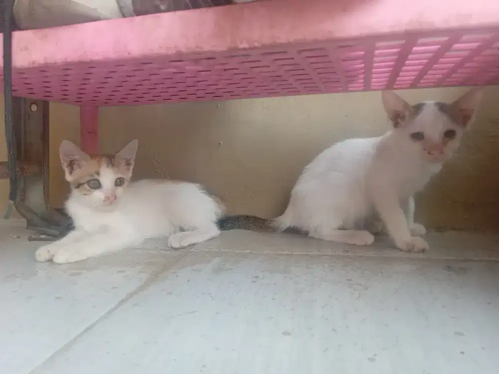 KITTEN MIXDOME GRATIS