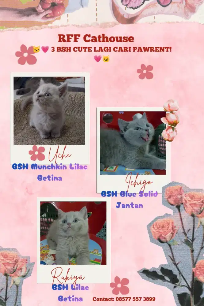 Kucing BSH munchkin Open adopt