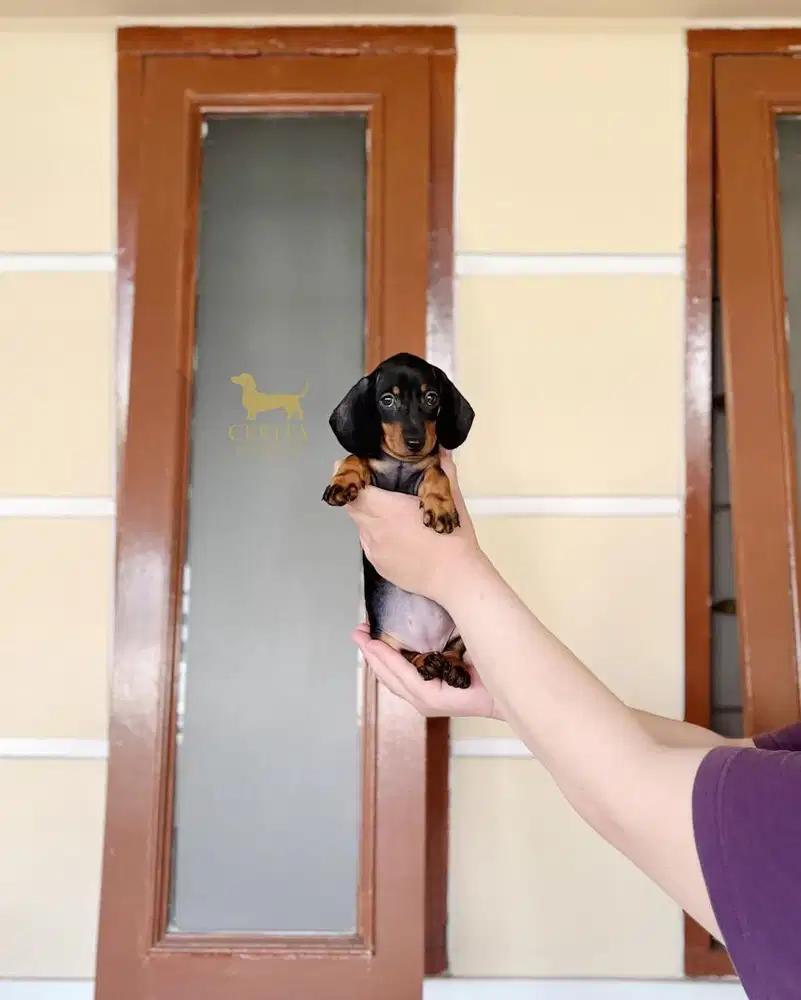 JUAL BLACK AND TAN DACHSHUND/TEKEL STAMBUM