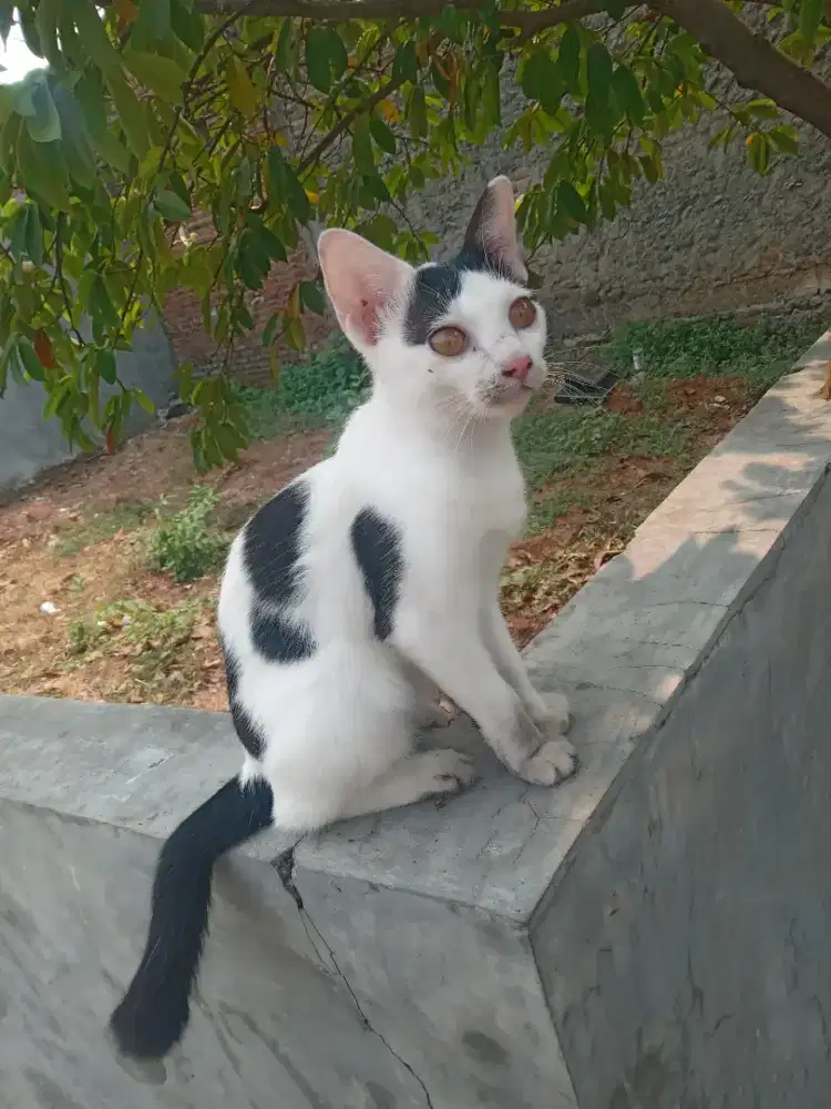 KITTEN JANTAN  MIXDOME