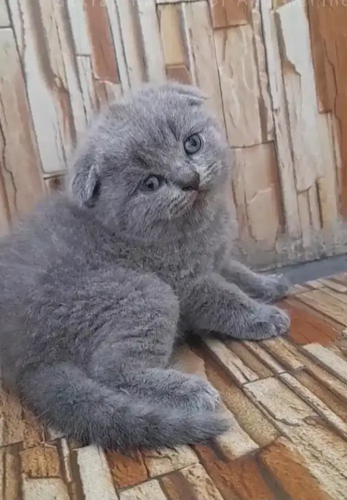 Kitten scottish fold