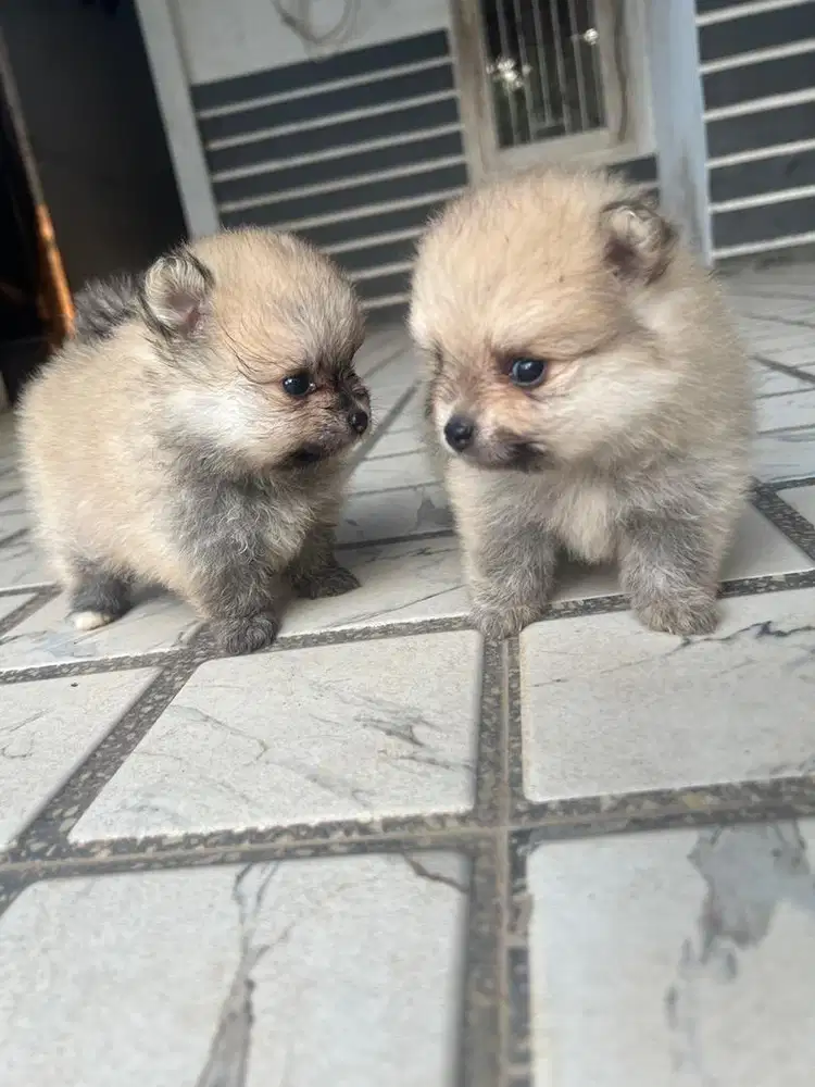 Anjing Minipom Asli