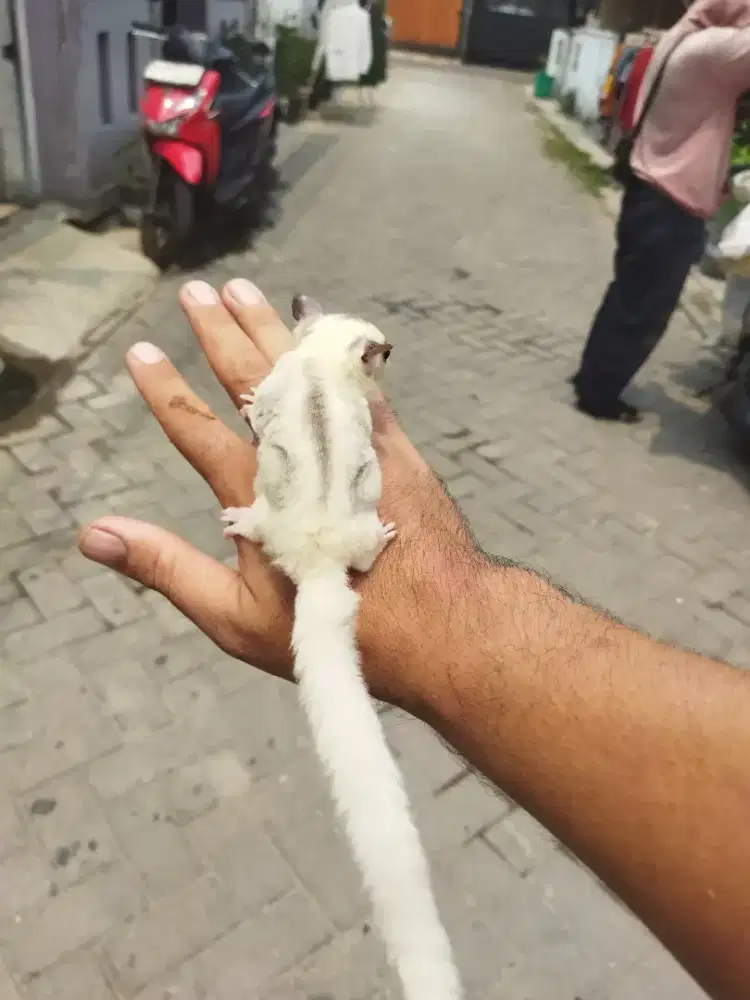 Sugar Glider platinum