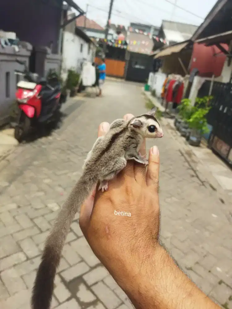 Sugar Glider white fice