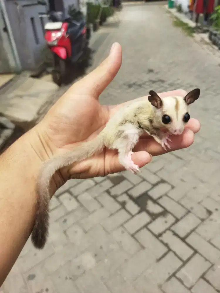 Sugar Glider platinum