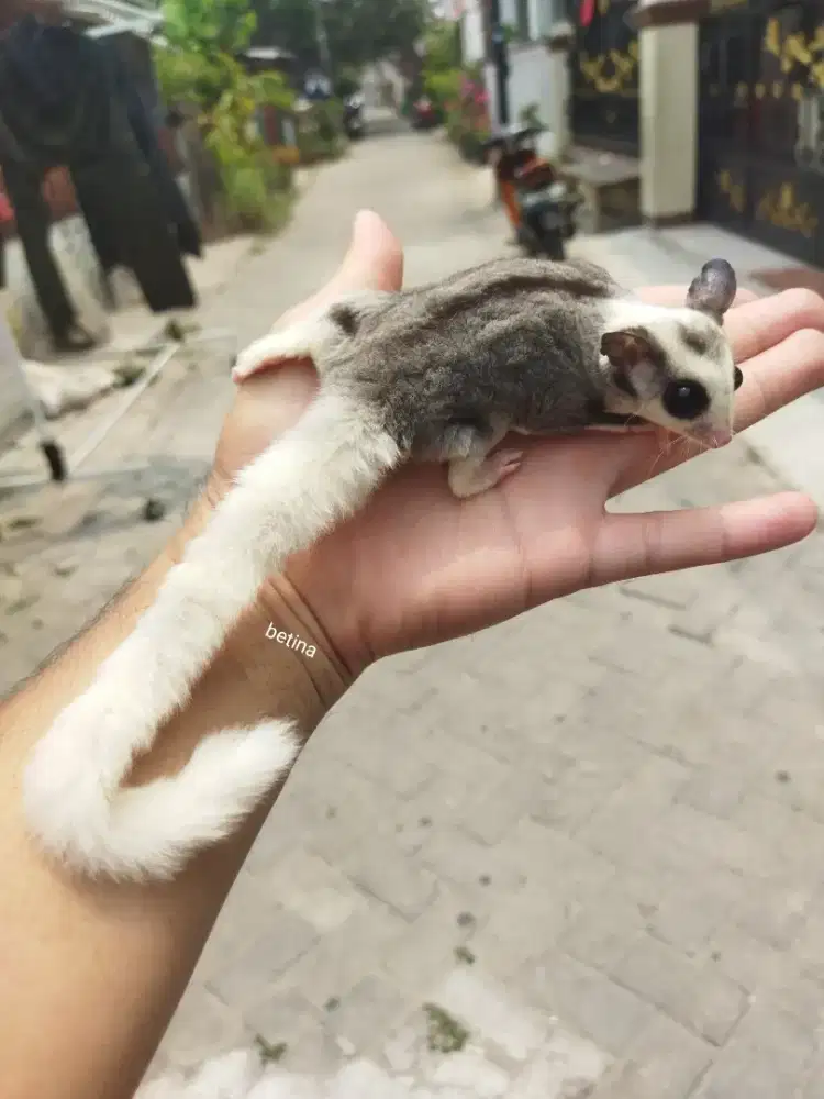 Sugar Glider mozaic