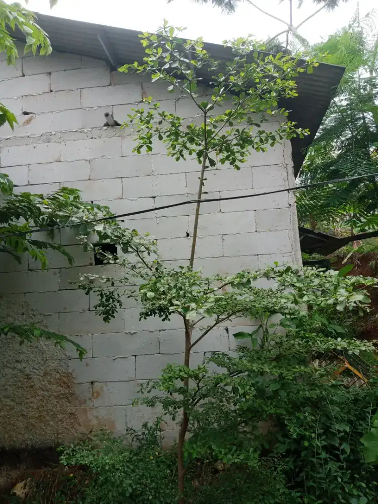 tanaman Ketapang kencana