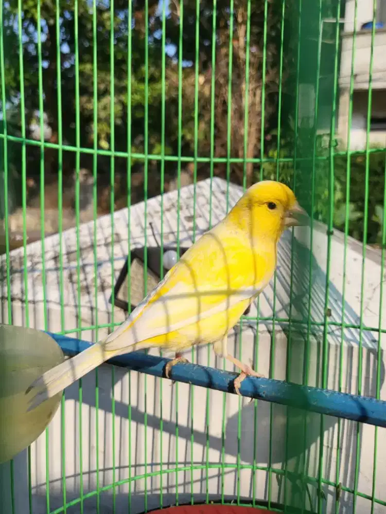 Burung Kenari Stabilo AF body Big Jantan Muda