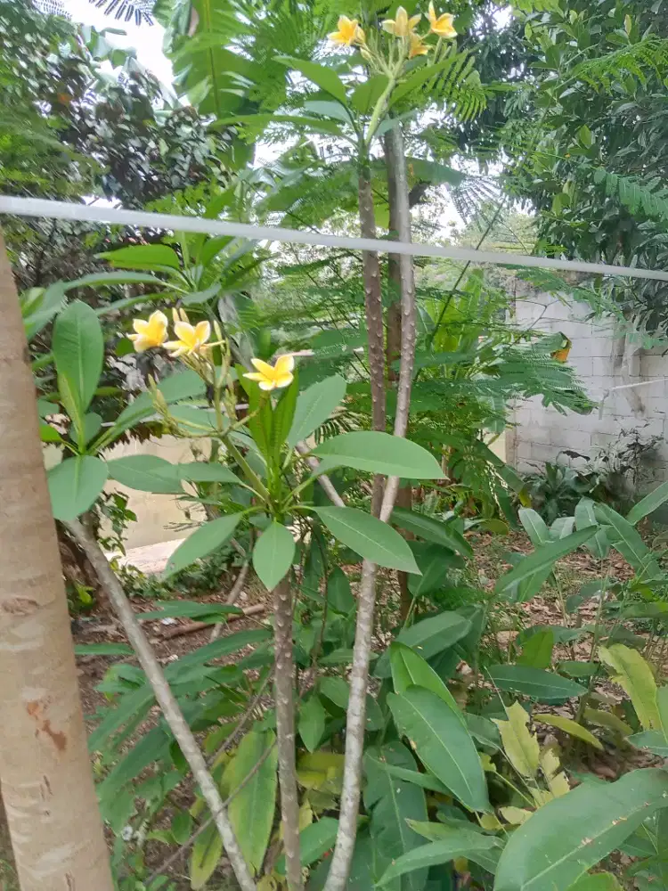 Kamboja bunga kuning