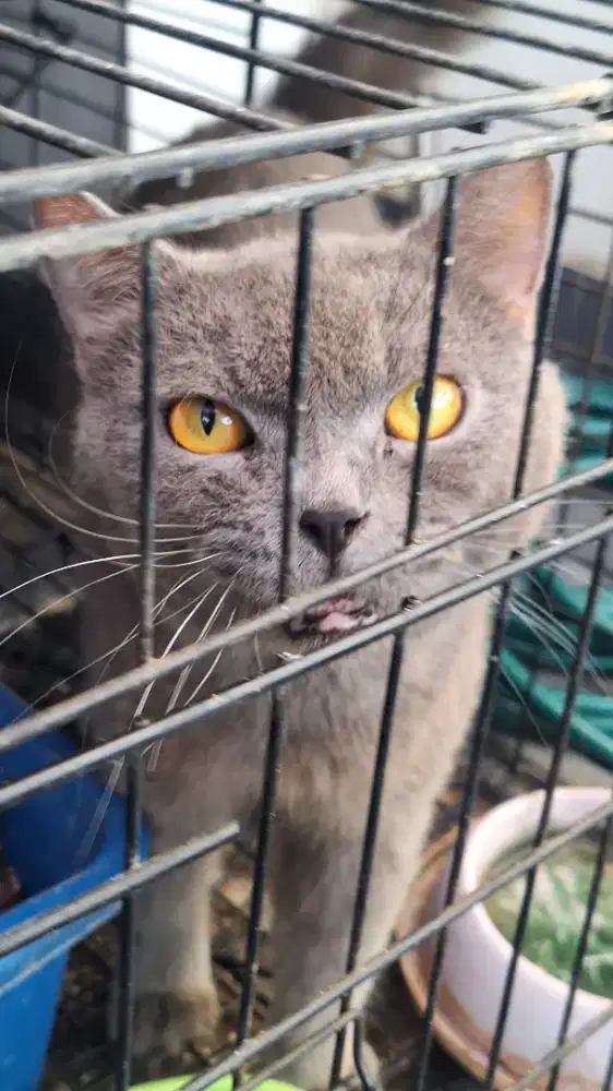 kucing british (Adopsi)