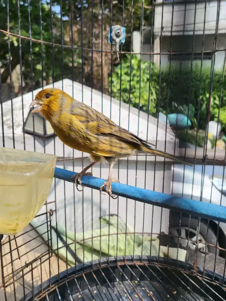 Burung Kenari AF Jantan Body besar Gacor