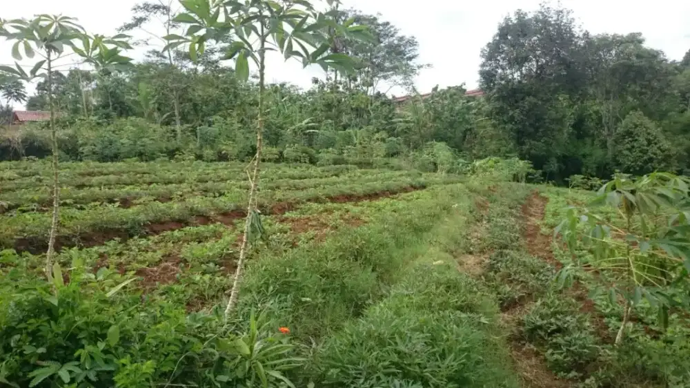 Investasi Tanah Perkebunan dan Pangan