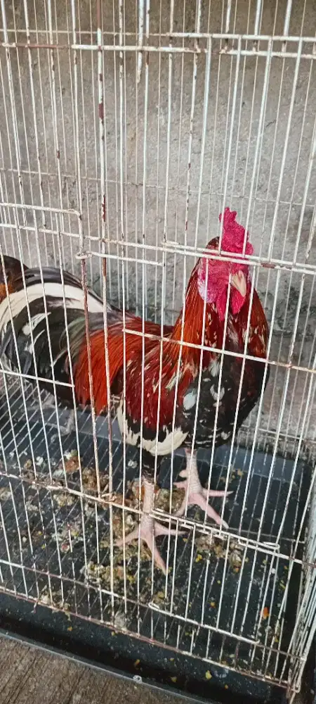 Ayam jantan blorok