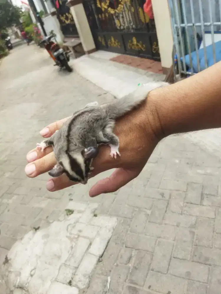 Sugar glider mozaic