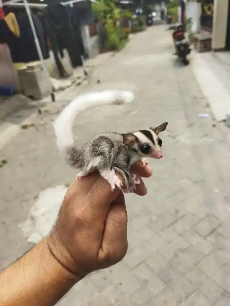 Sugar Glider mozaic