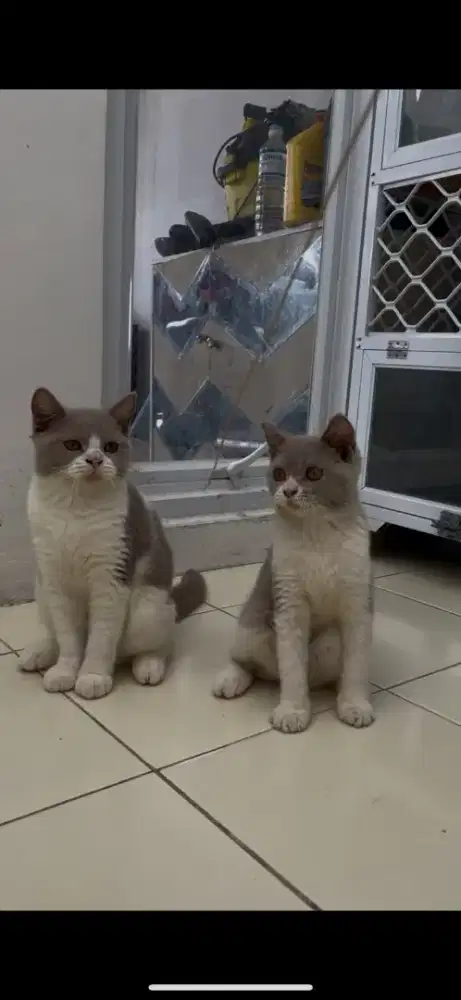 Kucing BSH Line Import