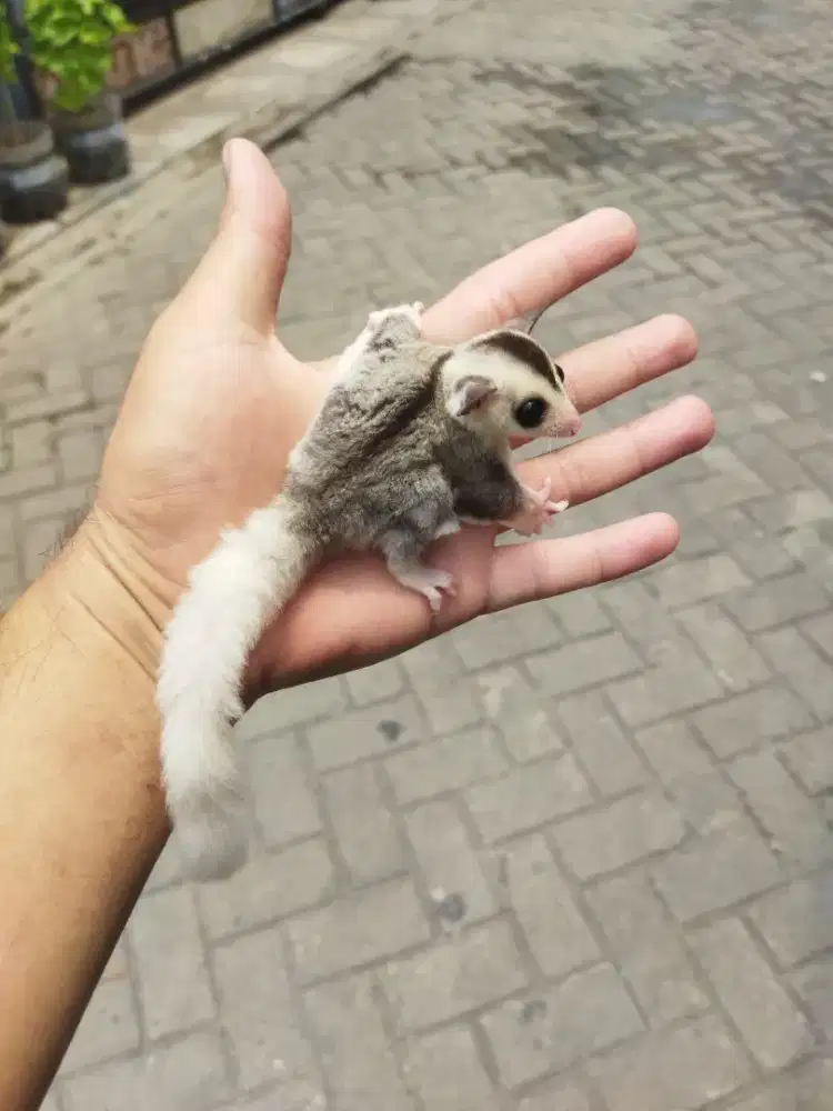 Sugar glider mozaic