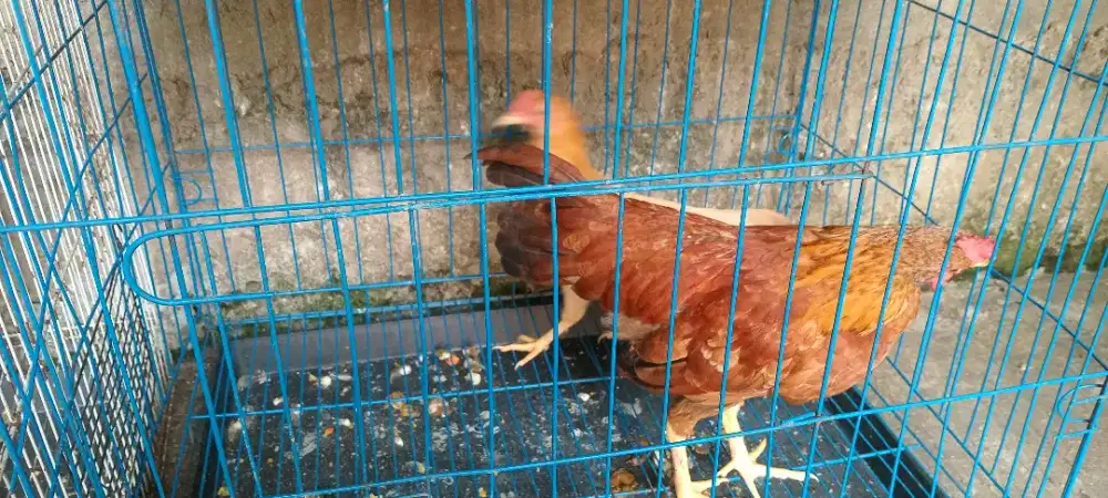 Ayam kate sepasang