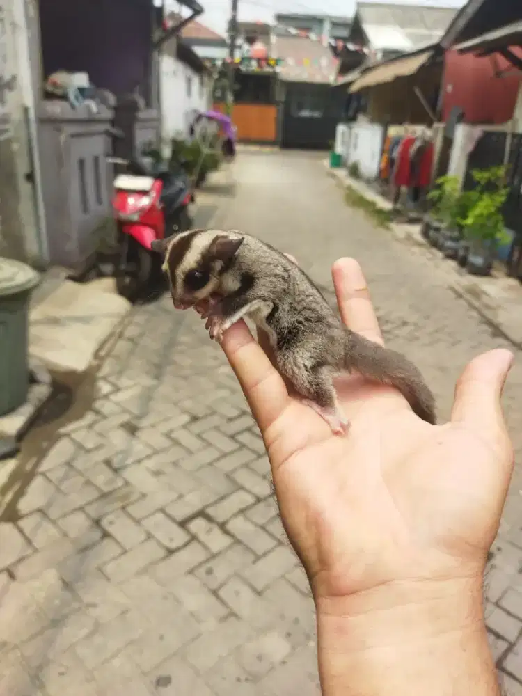 Sugar Glider classic gray