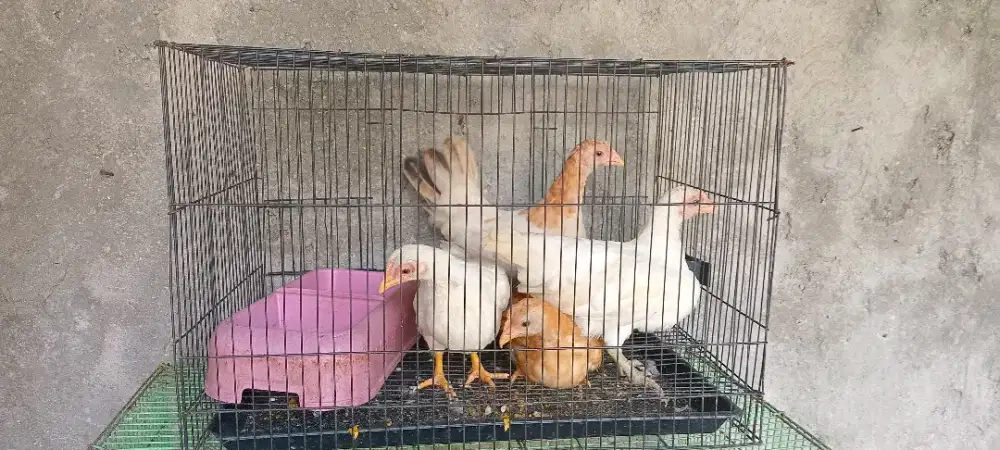 Ayam kate betina
