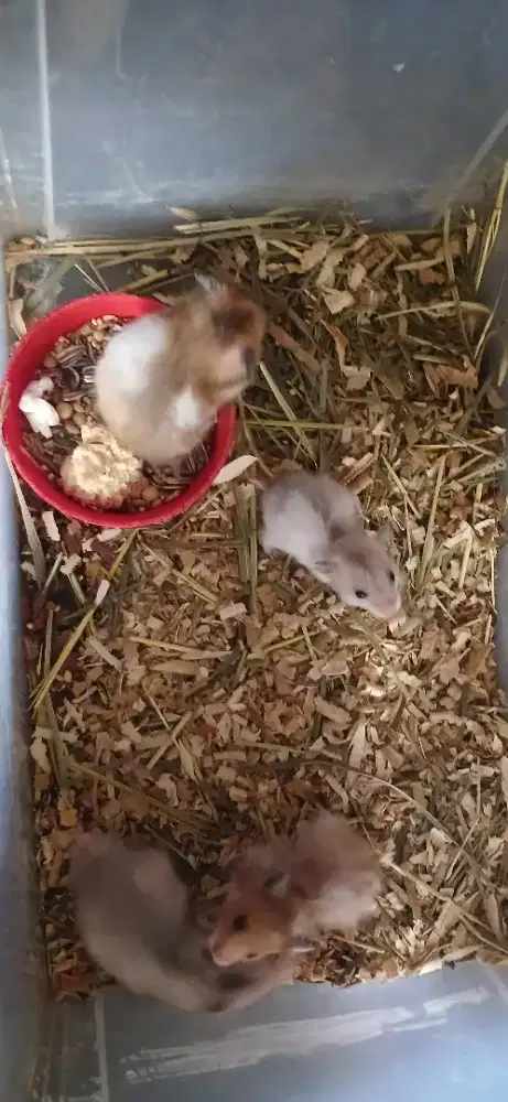 Hamster sirian short & long hair