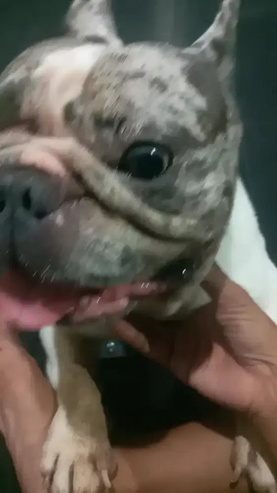 Cari lowongan kerja kennel boy