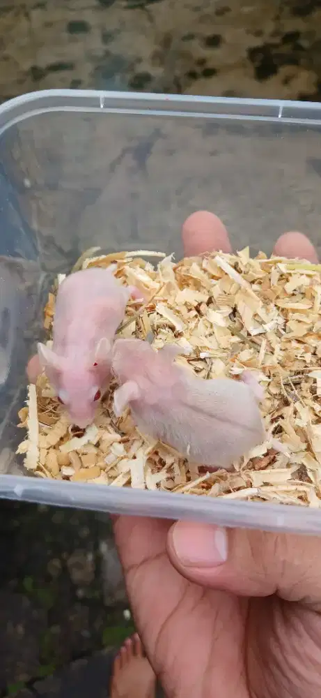 Hamster hairlos