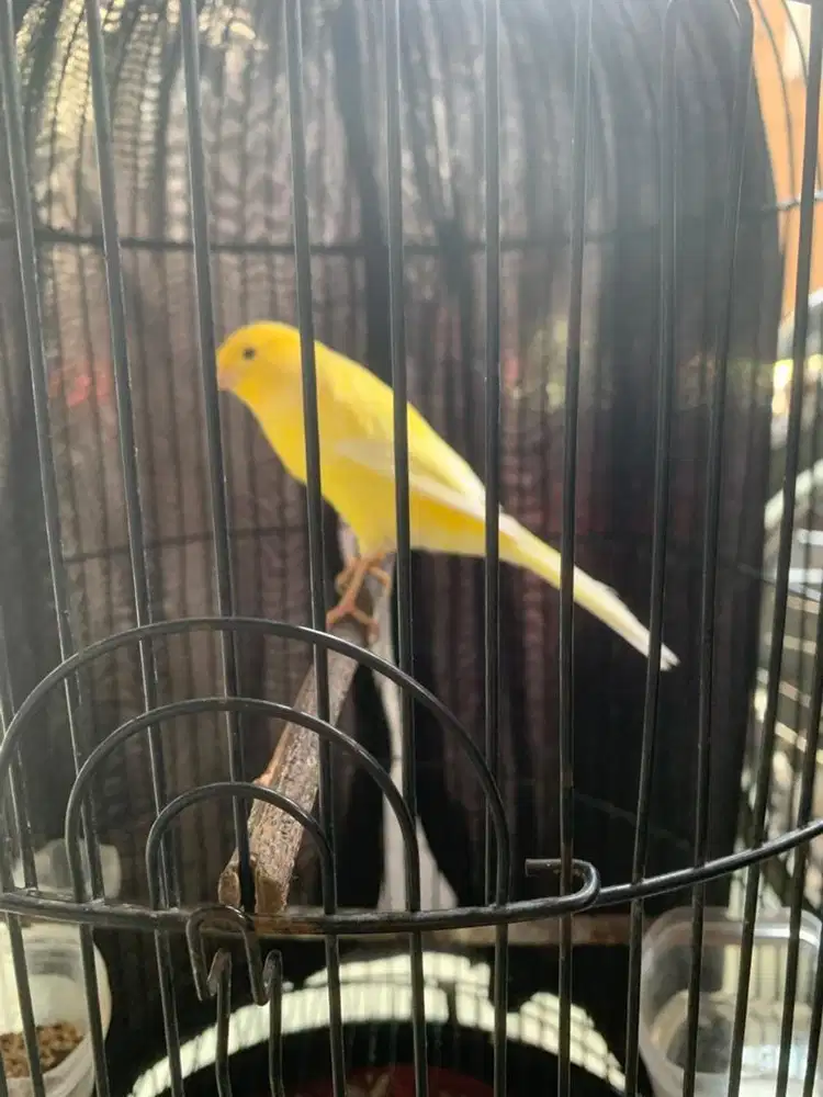 Kenari AF Jantan