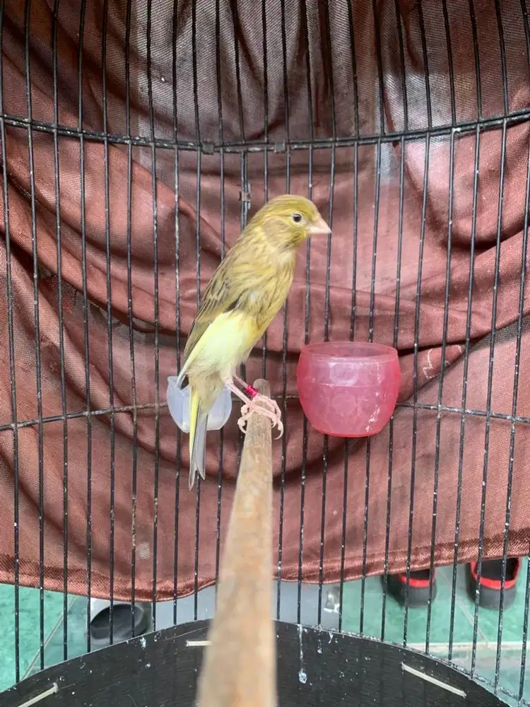 Kenari F1 SF Jantan