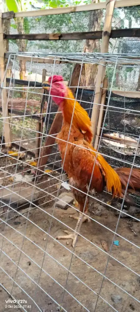 Bangkok ukuran 4