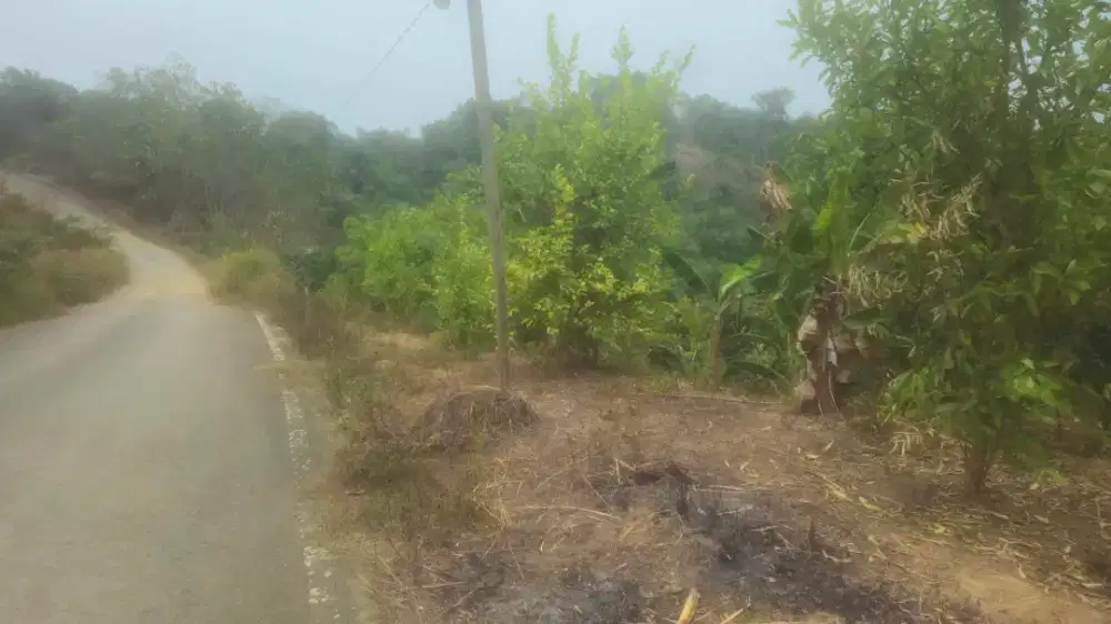 Tanah kebun di jual