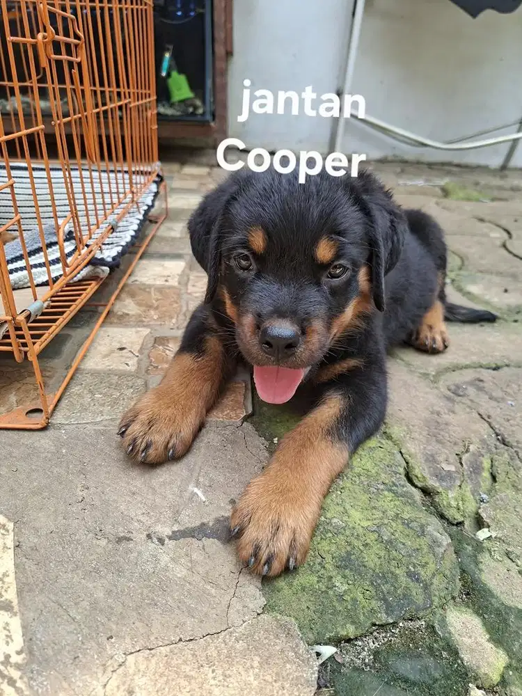 Puppies Rottweiler ~ Anak Anjing Rottweiler