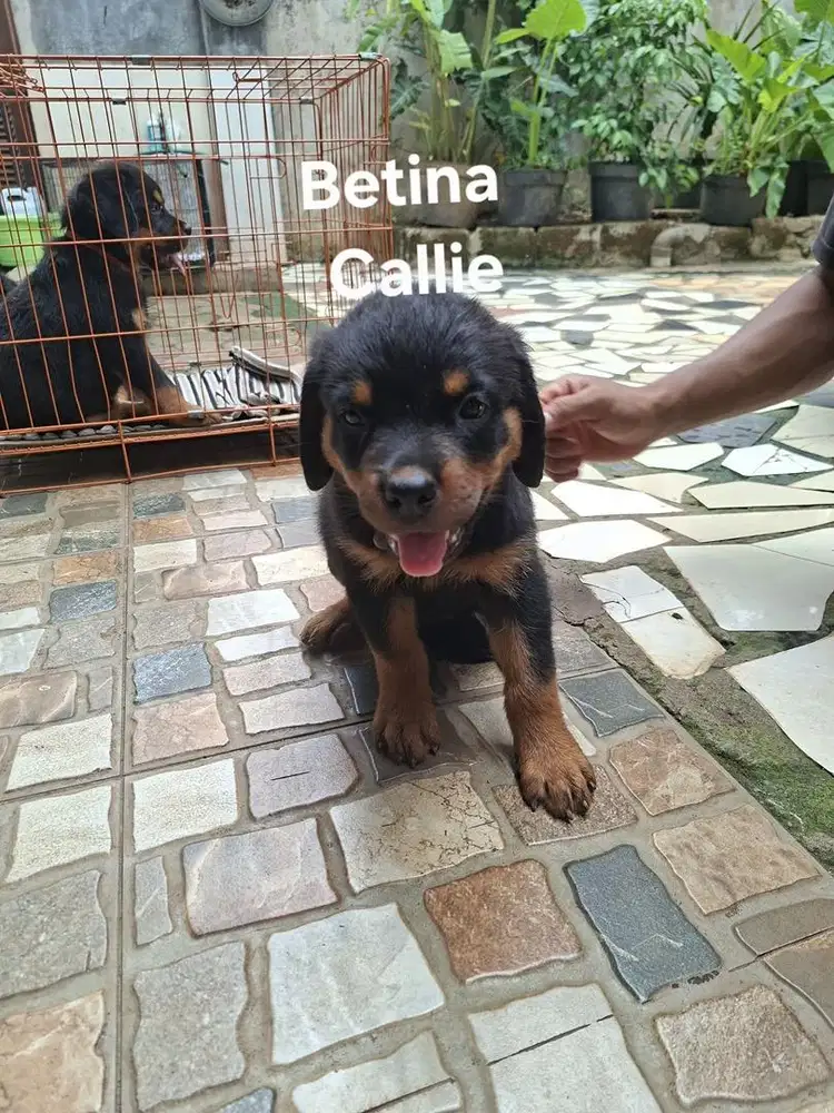 Puppies Rottweiler ~ Anak Anjing Rottweiler