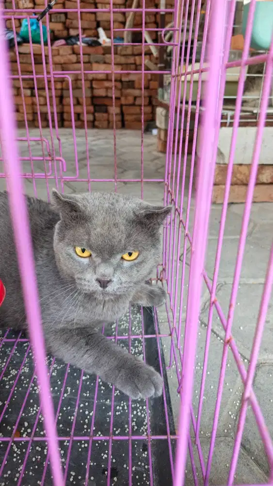 Kucing jenis BSH Dewasa