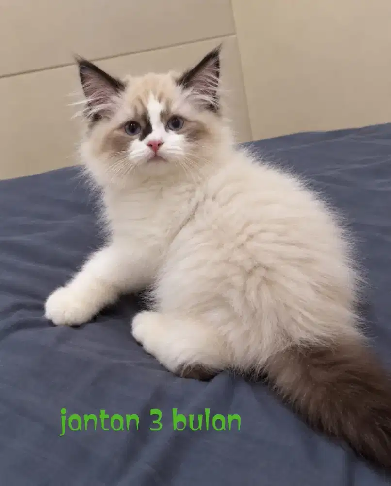 Ragdoll kitten jantan