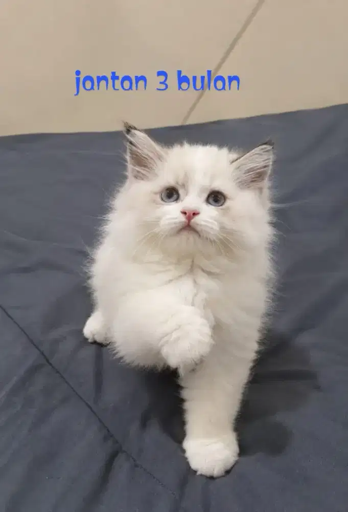 Ragdoll jantan kitten lucu