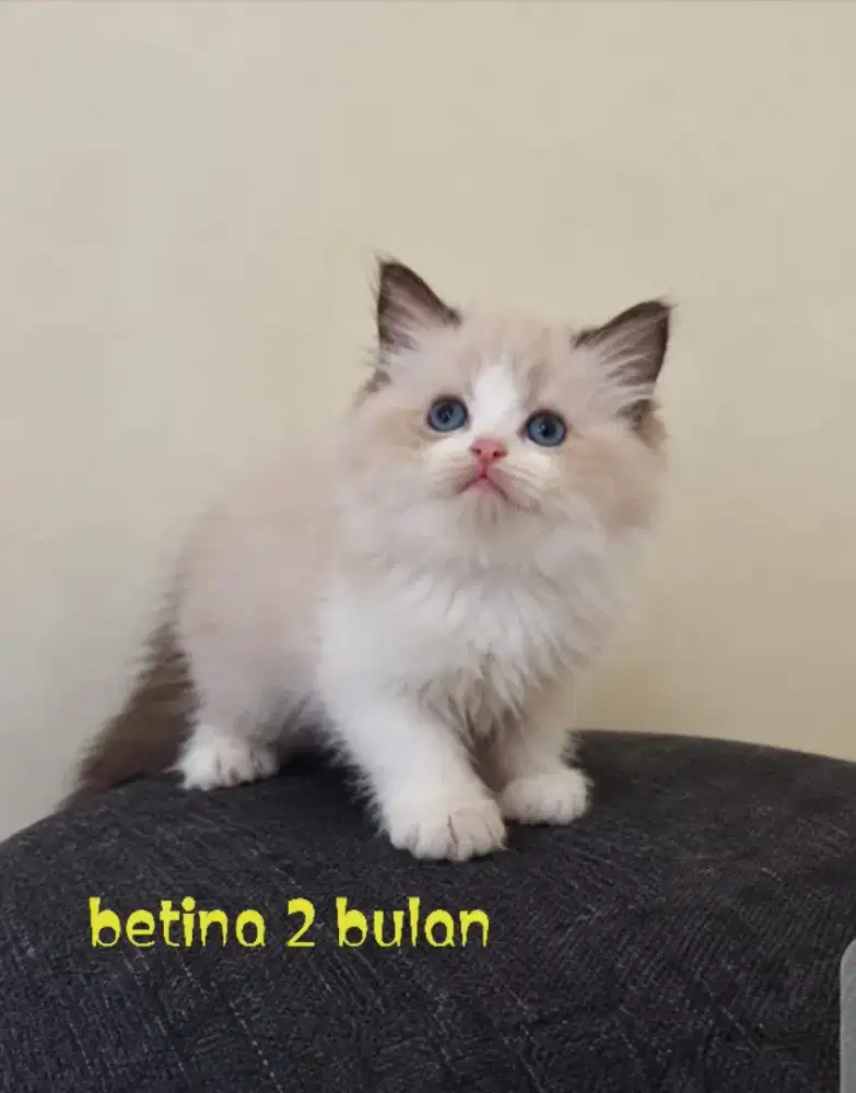 Ragdoll kitten betina