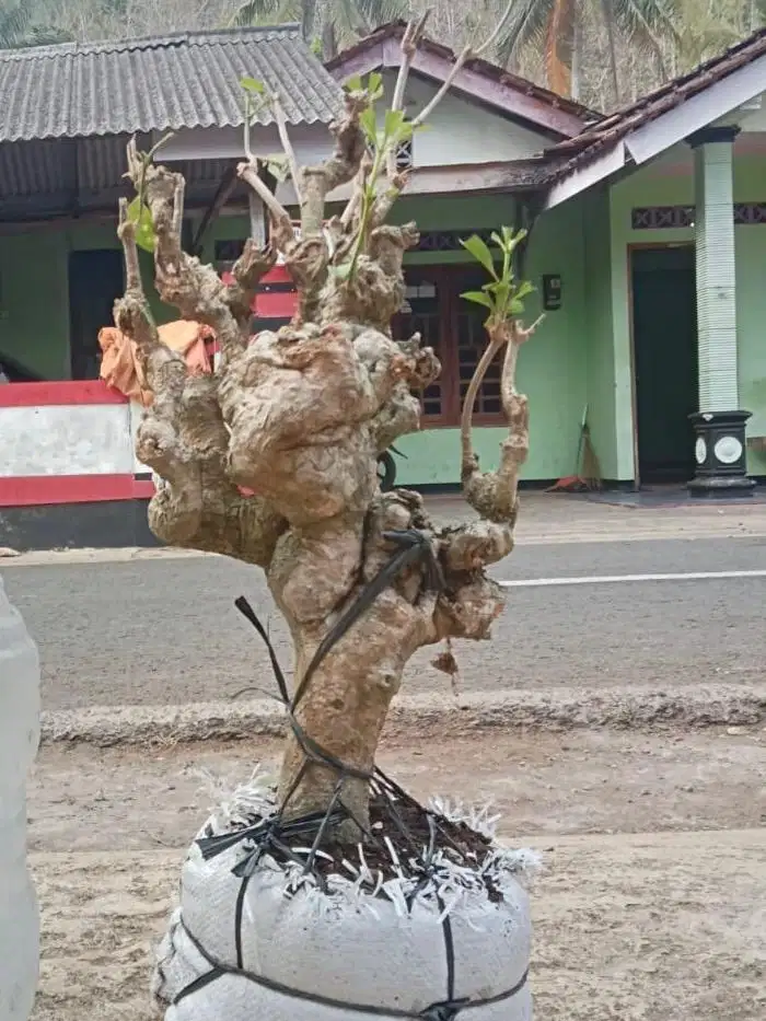 Bonsai Pule 70 CM