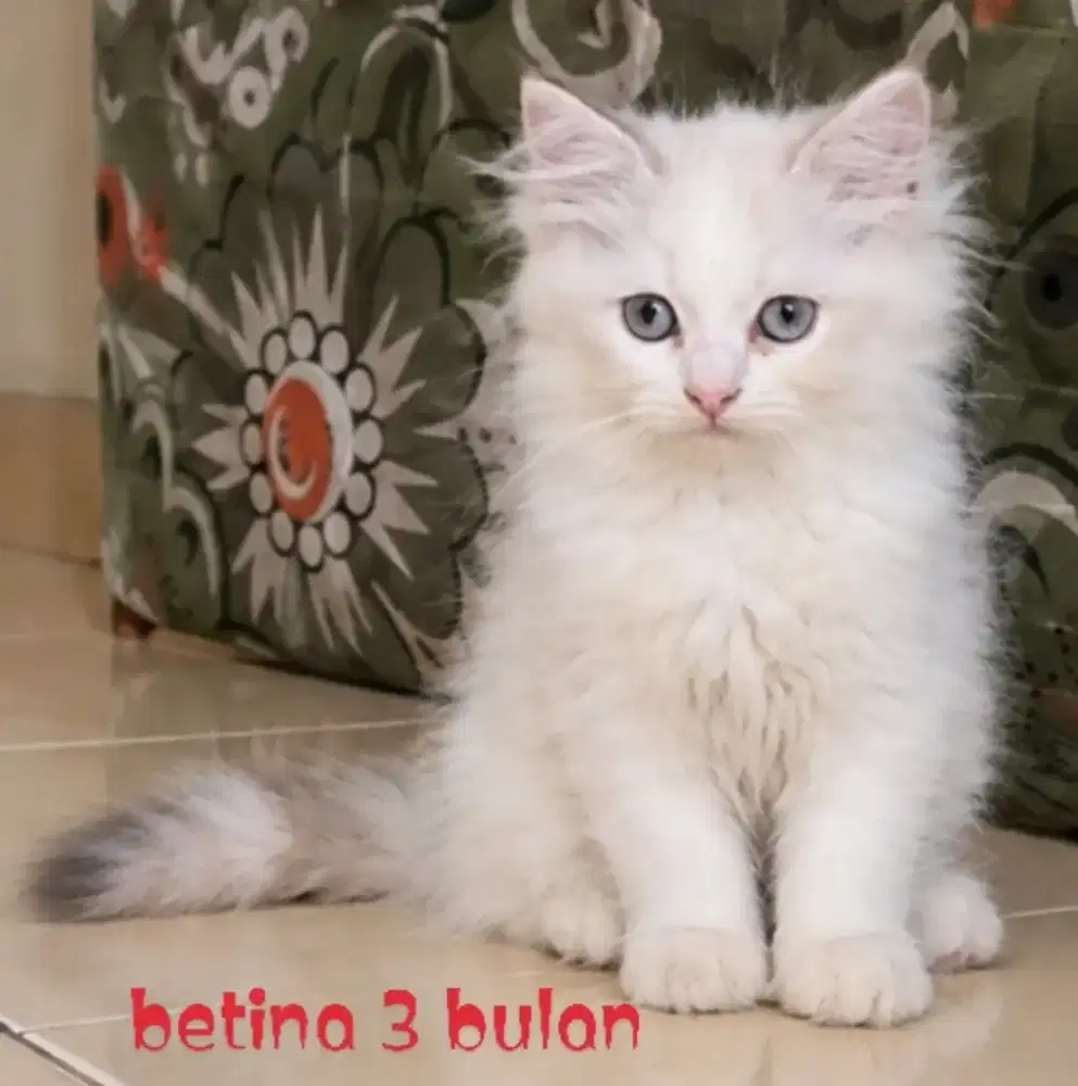 Ragdoll kitten betina imut