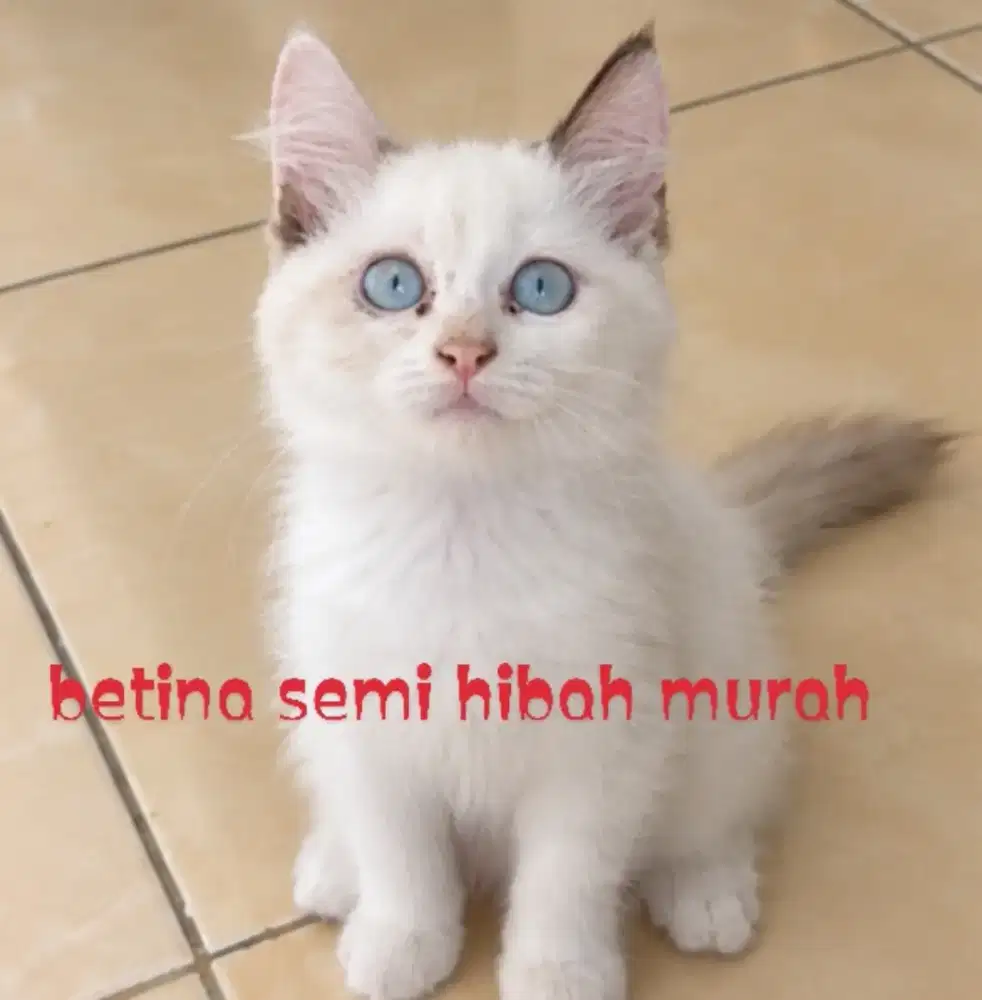 Ragdoll betina semi hibah murah aja