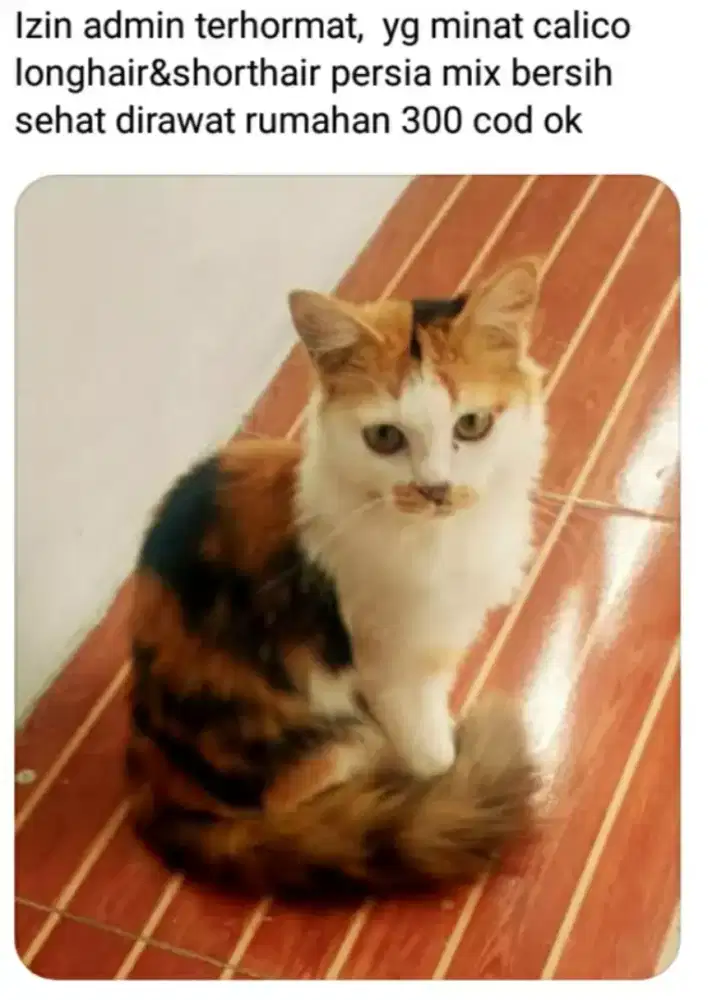 Kitten 2 ekor calico longhair &shorthair 5bln sehat bersih cod ok