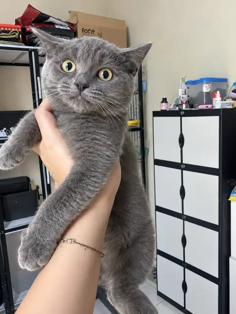 Kucing kitten BSH 5 bulan jantan