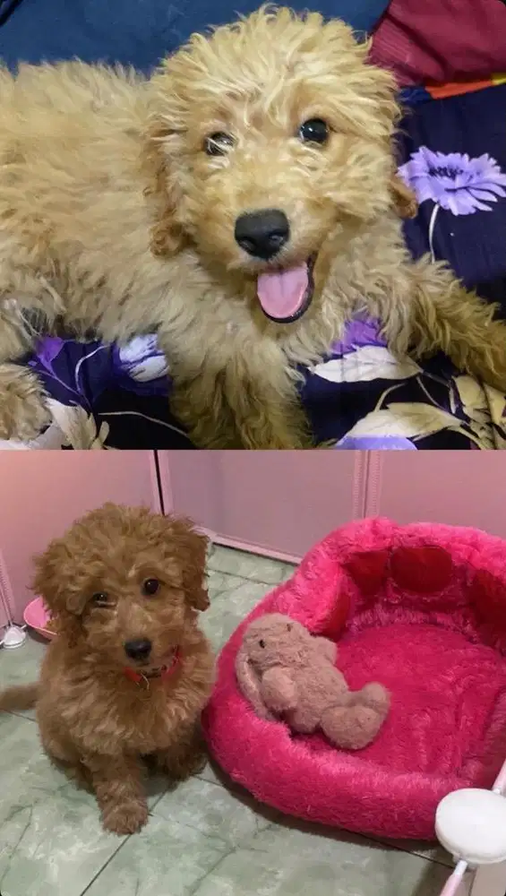 Open adopsi Puppy Maltipo