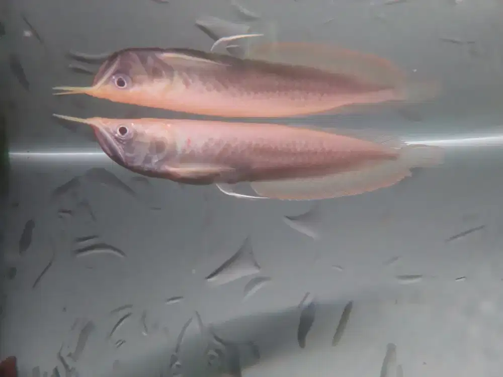 ikan arwana albino size 22 cm