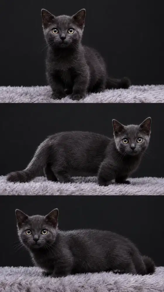 Kucing kitten munchkin mix BSH jantan