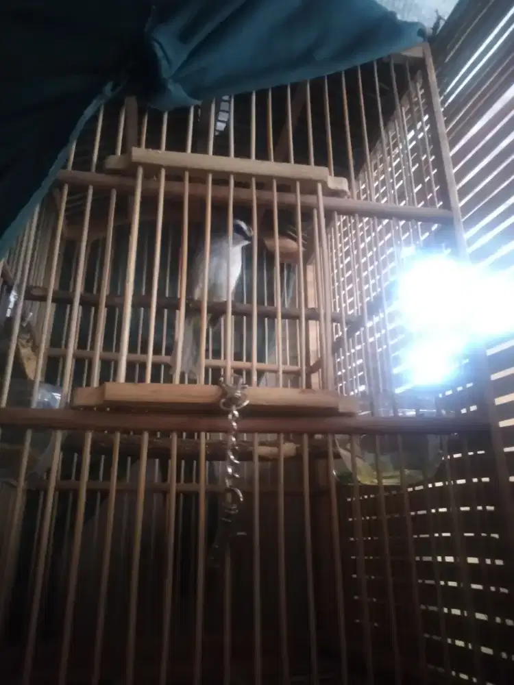 Bismillah di jual aja burung trucuk rawatan rajin bunyi jinak
